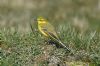 Yellow Wagtail at Fleet Head (Richard Howard) (105826 bytes)