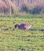 White-fronted Goose at Paglesham Lagoon (Paul Baker) (145128 bytes)