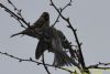 Mealy Redpoll at Canvey Wick (Richard Howard) (44564 bytes)