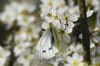 Green-veined White at Vange Marsh (RSPB) (Richard Howard) (61554 bytes)