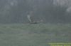 Short-eared Owl at Wallasea Island (RSPB) (Richard Howard) (59377 bytes)