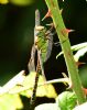 Southern Migrant Hawker at Bowers Marsh (RSPB) (Graham Oakes) (60886 bytes)