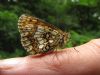 Heath Fritillary at Belfairs N.R. (Sally Brierley) (64981 bytes)