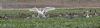 White-fronted Goose at Wallasea Island (RSPB) (Jeff Delve) (31773 bytes) White-fronted Goose at Wallasea Island (RSPB) (Jeff Delve) (31773 bytes)