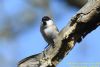 Marsh Tit at Private site with no public access (Richard Howard) (58751 bytes)