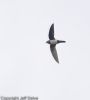 Alpine Swift at Hadleigh Downs (Jeff Delve) (16132 bytes)