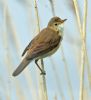 Reed Warbler at Bowers Marsh (RSPB) (Graham Oakes) (52266 bytes)