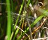 Southern Migrant Hawker at Canvey Way (Graham Oakes) (84284 bytes) Southern Migrant Hawker at Canvey Way (Graham Oakes) (84284 bytes)