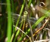 Southern Migrant Hawker at Canvey Way (Graham Oakes) (84284 bytes)