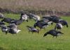 Red-breasted Goose at Fleet Head (Vince Kinsler) (74270 bytes)