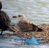 Yellow-legged Gull at Wat Tyler Country Park (Neil Chambers) (88201 bytes) Yellow-legged Gull at Wat Tyler Country Park (Neil Chambers) (88201 bytes)