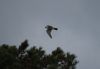 Peregrine Falcon at Southend Seafront (Graham Mee) (24550 bytes)