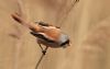 Bearded Tit at Vange Marsh (RSPB) (Steve Arlow) (101868 bytes) Bearded Tit at Vange Marsh (RSPB) (Steve Arlow) (101868 bytes)