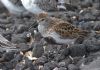 Dunlin at Gunners Park (Graham Mee) (82694 bytes)