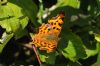 Comma at Bowers Marsh (RSPB) (Richard Howard) (63162 bytes)