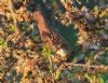 Grasshopper Warbler at West Canvey Marsh (RSPB) (Vince Kinsler) (122126 bytes)