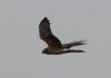 Hen Harrier at Wallasea Island (RSPB) (Jeff Delve) (34212 bytes) Hen Harrier at Wallasea Island (RSPB) (Jeff Delve) (34212 bytes)