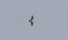 Osprey at Wakering Stairs (Steve Arlow) (8263 bytes) Osprey at Wakering Stairs (Steve Arlow) (8263 bytes)