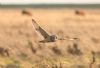 Short-eared Owl at Wallasea Island (RSPB) (Jeff Delve) (34106 bytes)