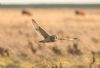 Short-eared Owl at Wallasea Island (RSPB) (Jeff Delve) (34106 bytes) Short-eared Owl at Wallasea Island (RSPB) (Jeff Delve) (34106 bytes)