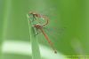 Large Red Damselfly at Thundersley Glen (Richard Howard) (32165 bytes)