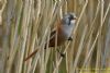 Bearded Tit at Wat Tyler Country Park (Richard Howard) (67297 bytes)