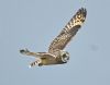 Short-eared Owl at Wallasea Island (RSPB) (Graham Oakes) (35718 bytes)