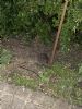 Western Hedgehog at South Fambridge (Paul Baker) (123916 bytes)