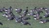 Black Brant at Wallasea Island (RSPB) (Jeff Delve) (61693 bytes) Black Brant at Wallasea Island (RSPB) (Jeff Delve) (61693 bytes)