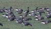 Black Brant at Wallasea Island (RSPB) (Jeff Delve) (61693 bytes)