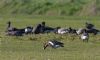 Red-breasted Goose at Fleet Head (Vince Kinsler) (59421 bytes)