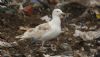 Great Black-backed Gull at Private site with no public access (Steve Arlow) (59411 bytes)