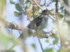 Cuckoo at Wallasea Island (RSPB) (Jeff Delve) (55581 bytes) Cuckoo at Wallasea Island (RSPB) (Jeff Delve) (55581 bytes)