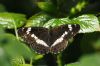 White Admiral at Belfairs N.R. (Richard Howard) (63048 bytes)