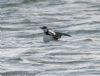 Guillemot at Canvey Point (Jeff Delve) (84151 bytes)