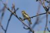 Chiffchaff at Two Tree Island (East) (Richard Howard) (71642 bytes)