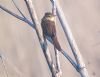 Grasshopper Warbler at Bowers Marsh (RSPB) (Paul Baker) (49415 bytes)