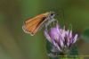 Essex Skipper at Canvey Wick (Richard Howard) (55366 bytes)