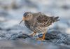 Purple Sandpiper at Canvey Point (Jeff Delve) (54627 bytes) Purple Sandpiper at Canvey Point (Jeff Delve) (54627 bytes)