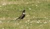 Ring Ouzel at Wakering Stairs (Steve Arlow) (163075 bytes) Ring Ouzel at Wakering Stairs (Steve Arlow) (163075 bytes)