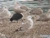 Caspian Gull at Wat Tyler Country Park (Paul Griggs) (87896 bytes)