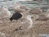 Caspian Gull at Wat Tyler Country Park (Paul Griggs) (87896 bytes) Caspian Gull at Wat Tyler Country Park (Paul Griggs) (87896 bytes)