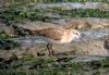 Curlew Sandpiper at Canvey Point (Tim Bourne) (88265 bytes) Curlew Sandpiper at Canvey Point (Tim Bourne) (88265 bytes)