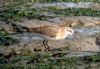 Curlew Sandpiper at Canvey Point (Tim Bourne) (88265 bytes)