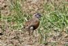 Dotterel at Wallasea Island (RSPB) (Mike Bailey) (127440 bytes)