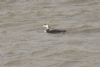 Great Northern Diver at Canvey Point (Jeff Delve) (56166 bytes)