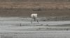 Spoonbill at Wallasea Island (RSPB) (Jeff Delve) (49235 bytes) Spoonbill at Wallasea Island (RSPB) (Jeff Delve) (49235 bytes)