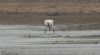 Spoonbill at Wallasea Island (RSPB) (Jeff Delve) (49235 bytes)