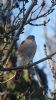 Sparrowhawk at Victoria Road, Rayleigh (Neil Chambers) (71935 bytes)