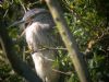 Night Heron at Two Tree Island (East) (Paul Griggs) (69834 bytes)